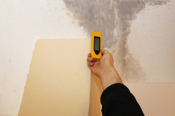 Best Crawl Space Mold Remediation  in North Cape May, NJ