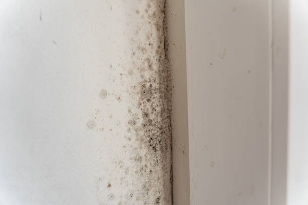 Professional Mold Removal in North Cape May, NJ